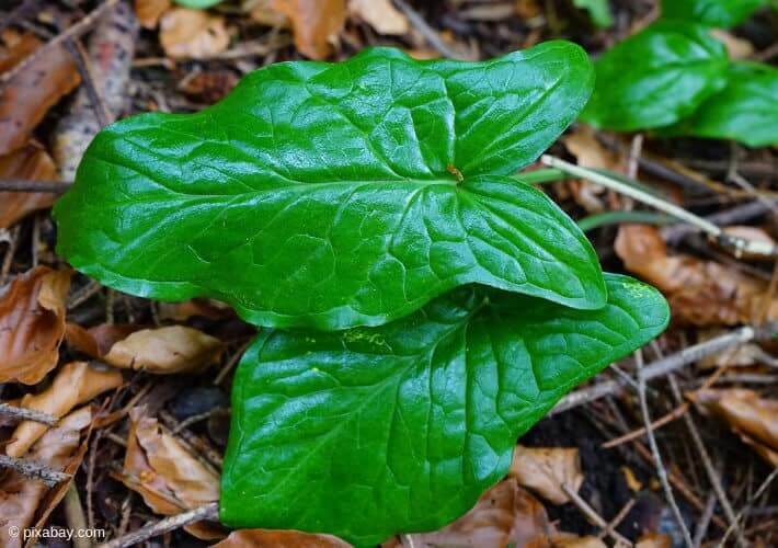 20190405 Baerlauch Aronstab Blaetter