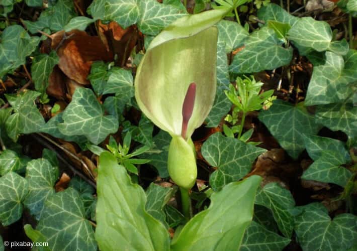 20190405 Baerlauch Aronstab