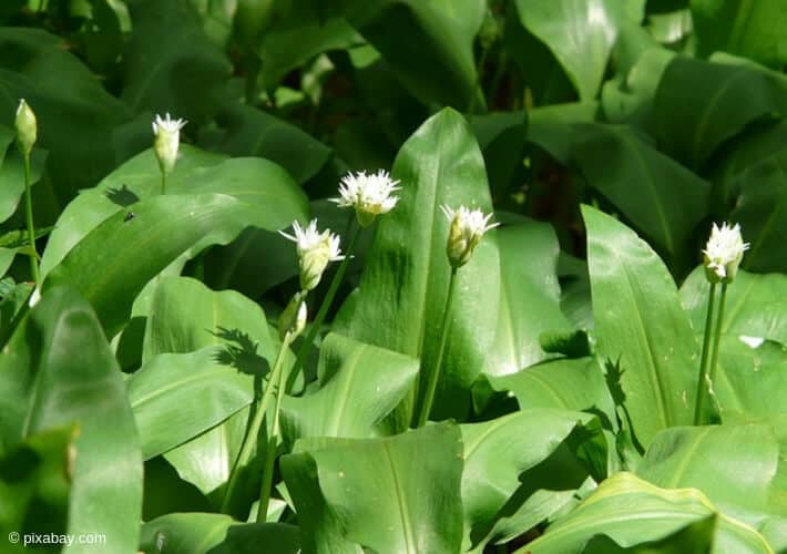 20190405 Baerlauch Bluete