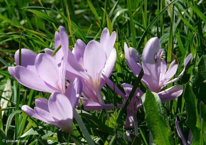 20190405 Baerlauch Herbstzeitlose