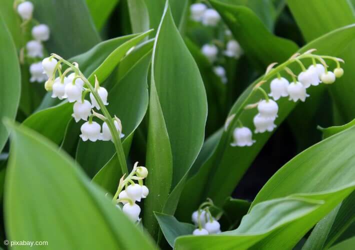 20190405 Baerlauch Maigloeckchen