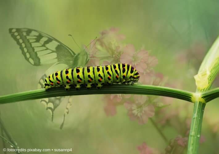 20191027 Raupe Schmetterling Wechseljahre