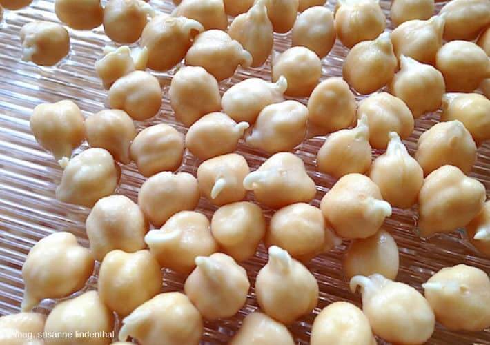 20200513 Kichererbsen keimen Tag2