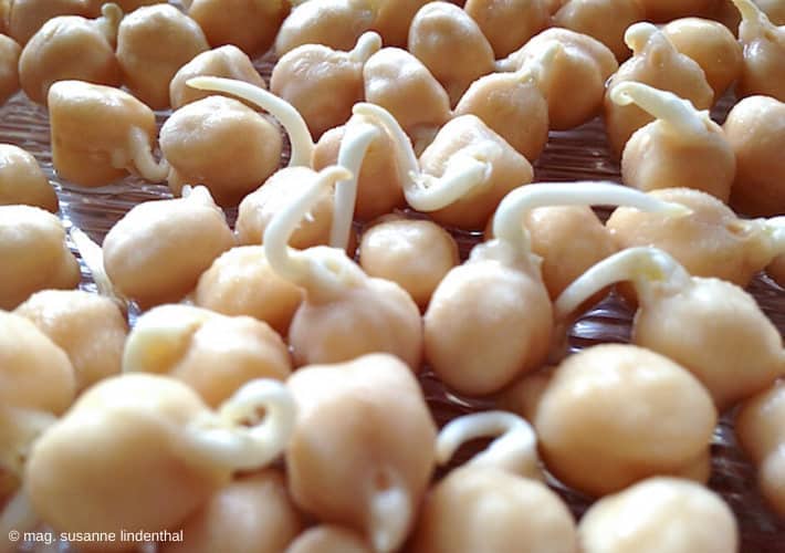 20200513 Kichererbsen keimen Tag3