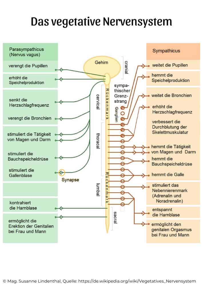 20201201 Die Geschichte vom Saebelzahntiger das vegetative Nervensystem