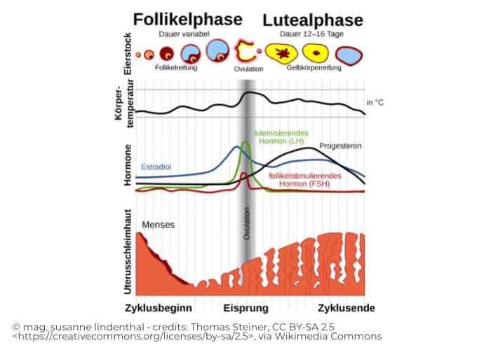 20211013 Menstruationszyklus