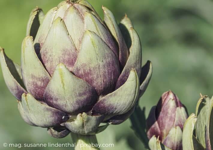20220413 Finde Deinen Tee fuer die Wechseljahre Artischocke