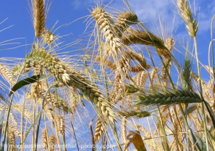 20220413 Finde Deinen Tee fuer die Wechseljahre Gerste