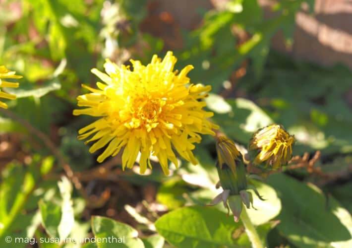20220413 Finde Deinen Tee fuer die Wechseljahre Loewenzahn