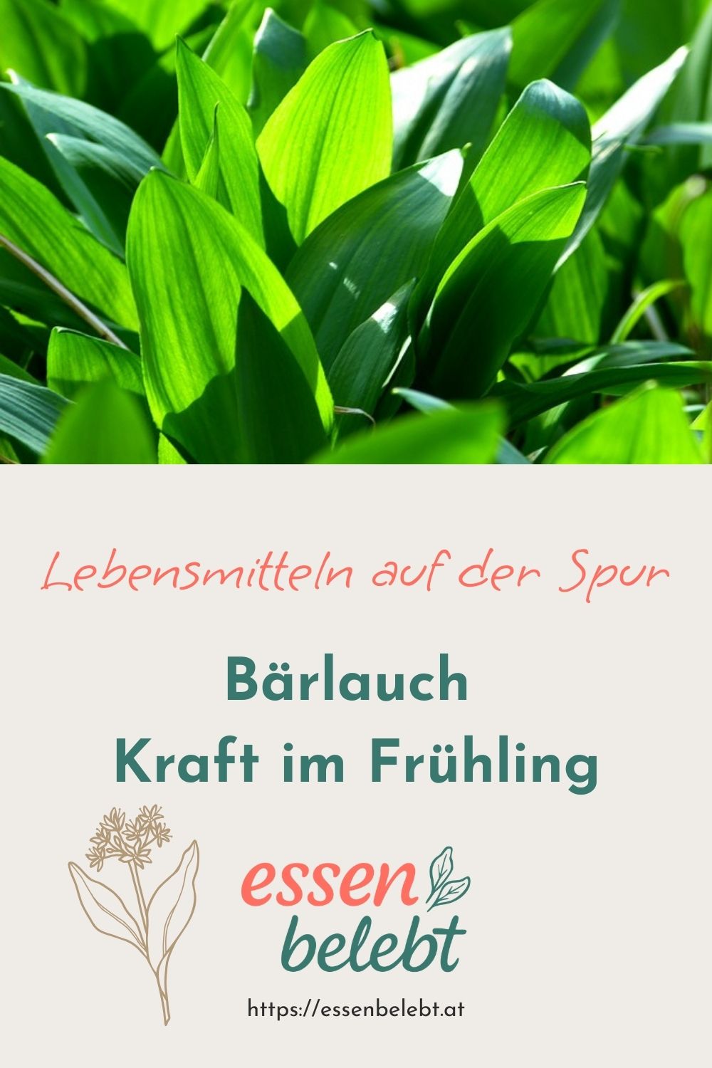 Bärlauch – die Kraft im Frühling