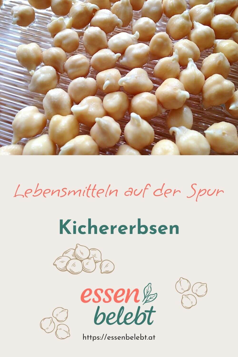 Sie kichern, die Erbsen, und spriessen dabei – Kichererbsen