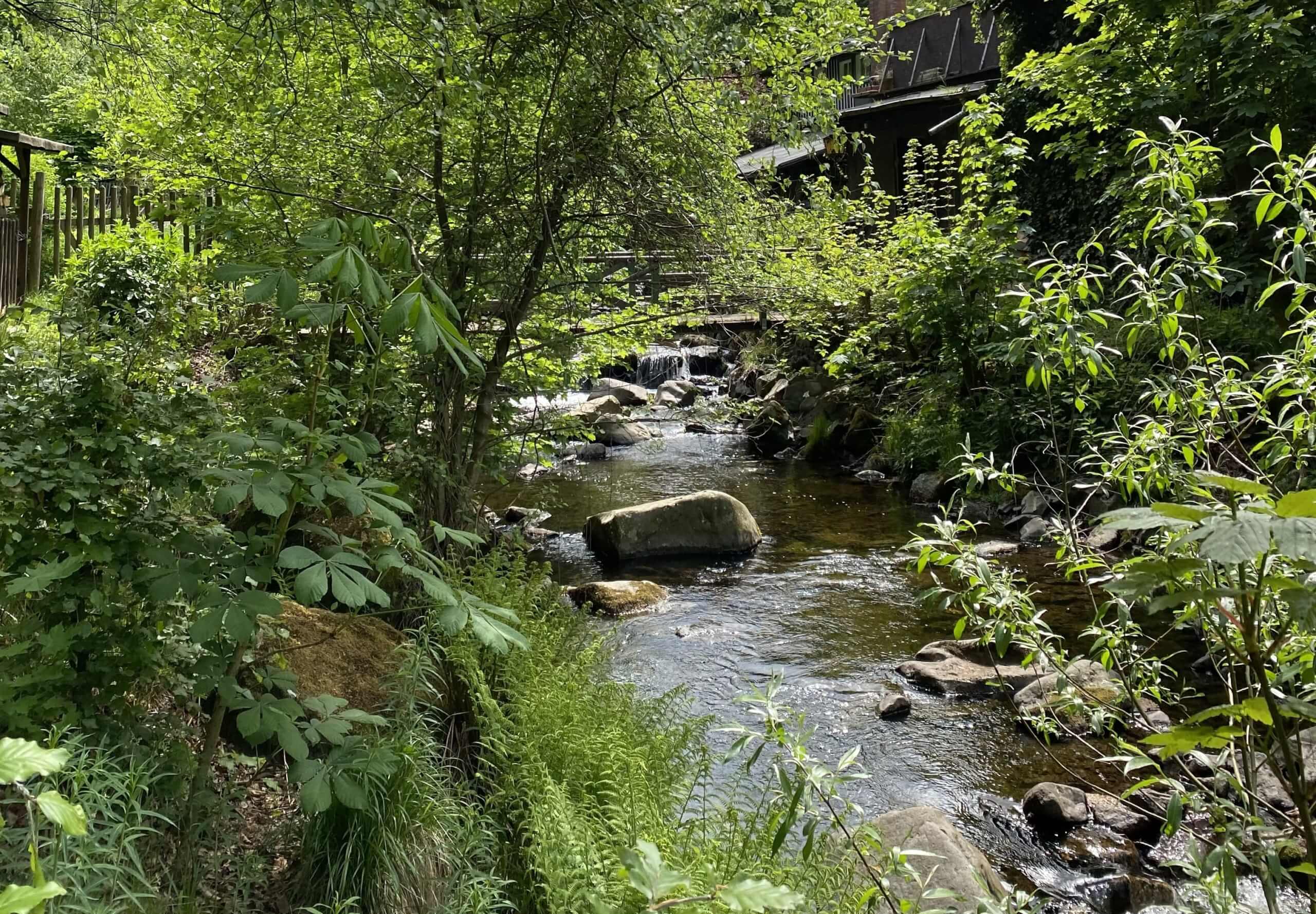 Gelebte Neurodivergenz: Begabung im Flow