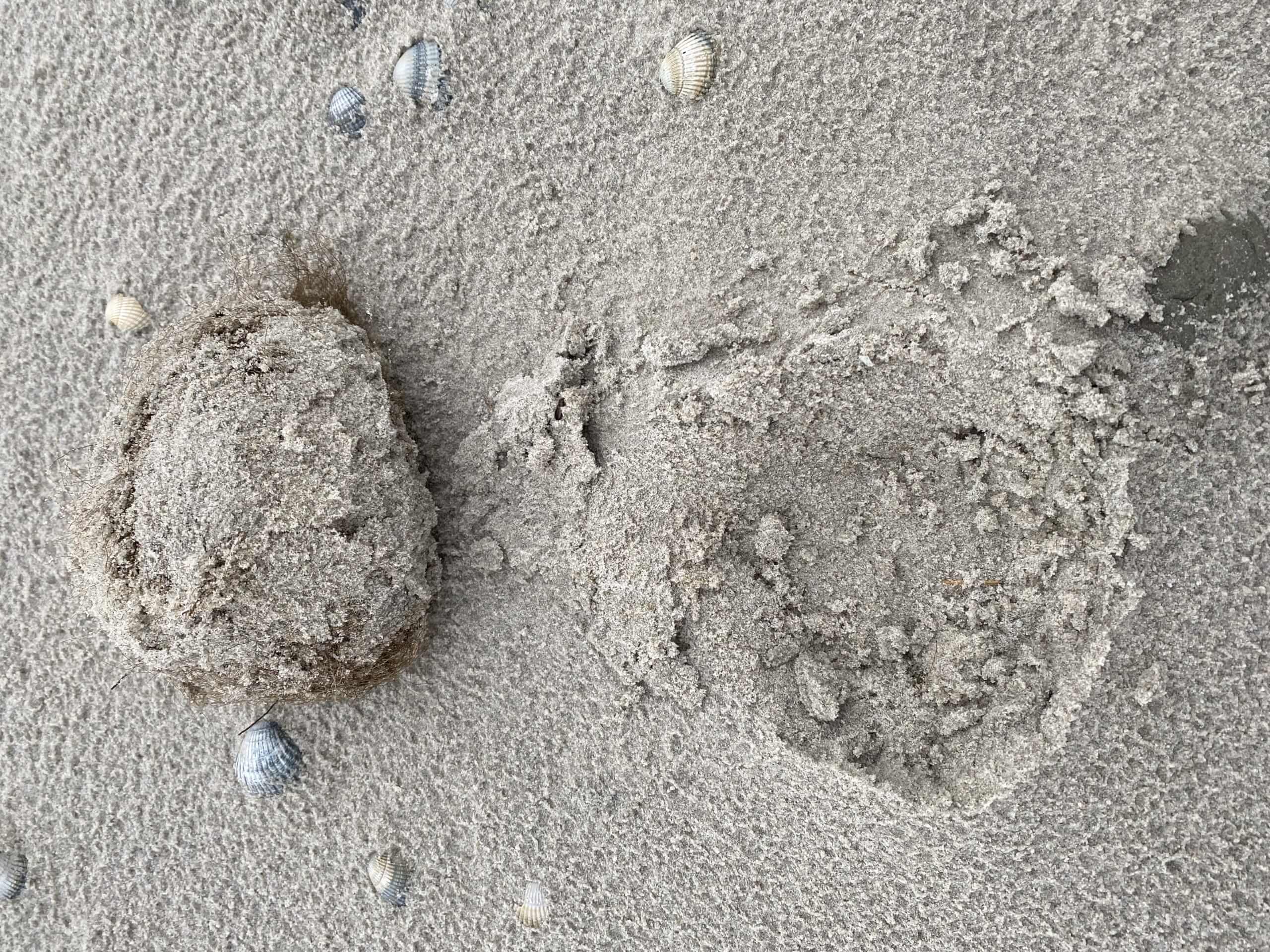 Ein Abdruck von Naturmaterial im Sand: Metapher für eine Blaupause
