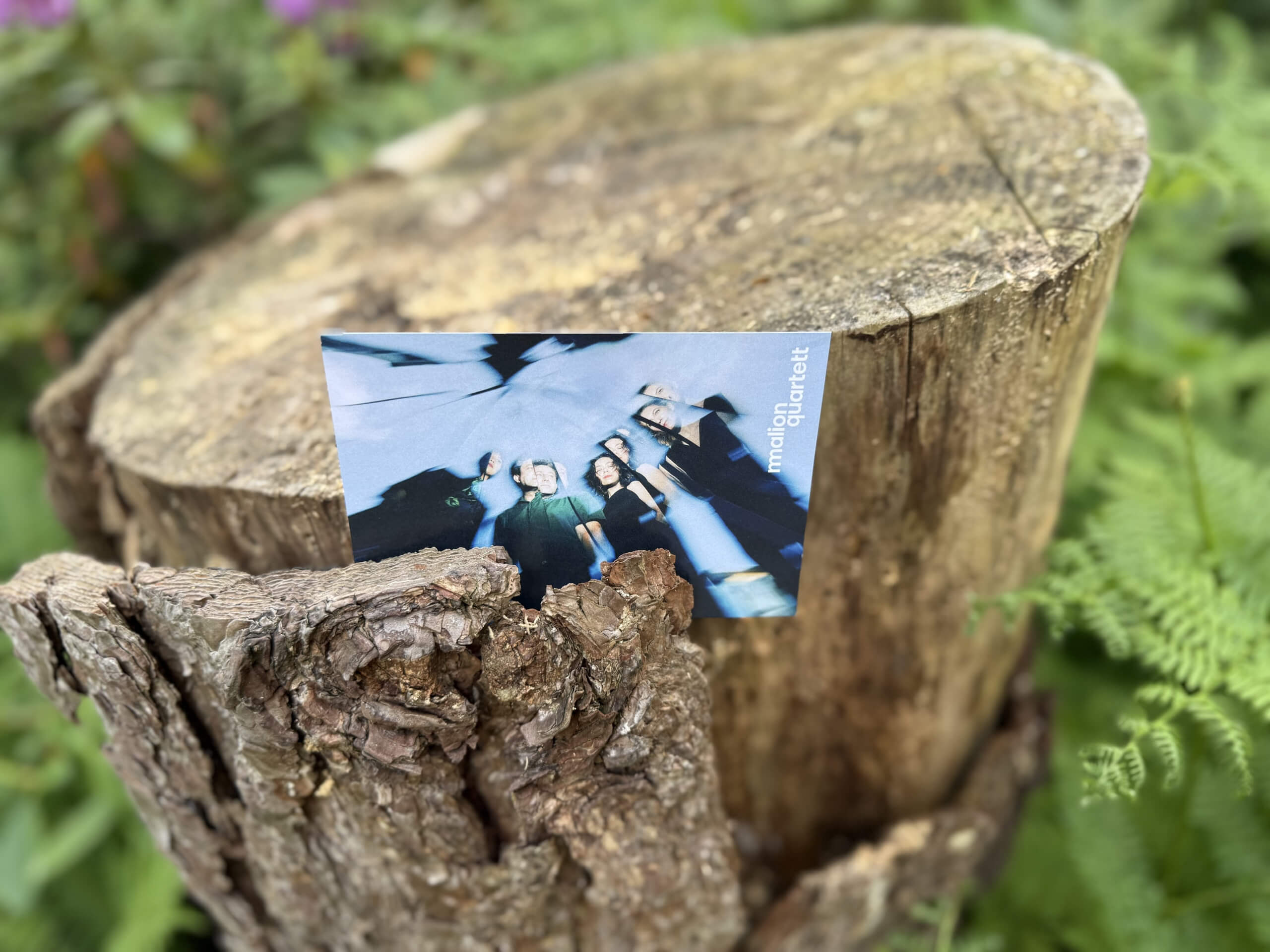 Ein abgesägter Baumstamm hält eine Postkarte des Miallion-Quartetts
