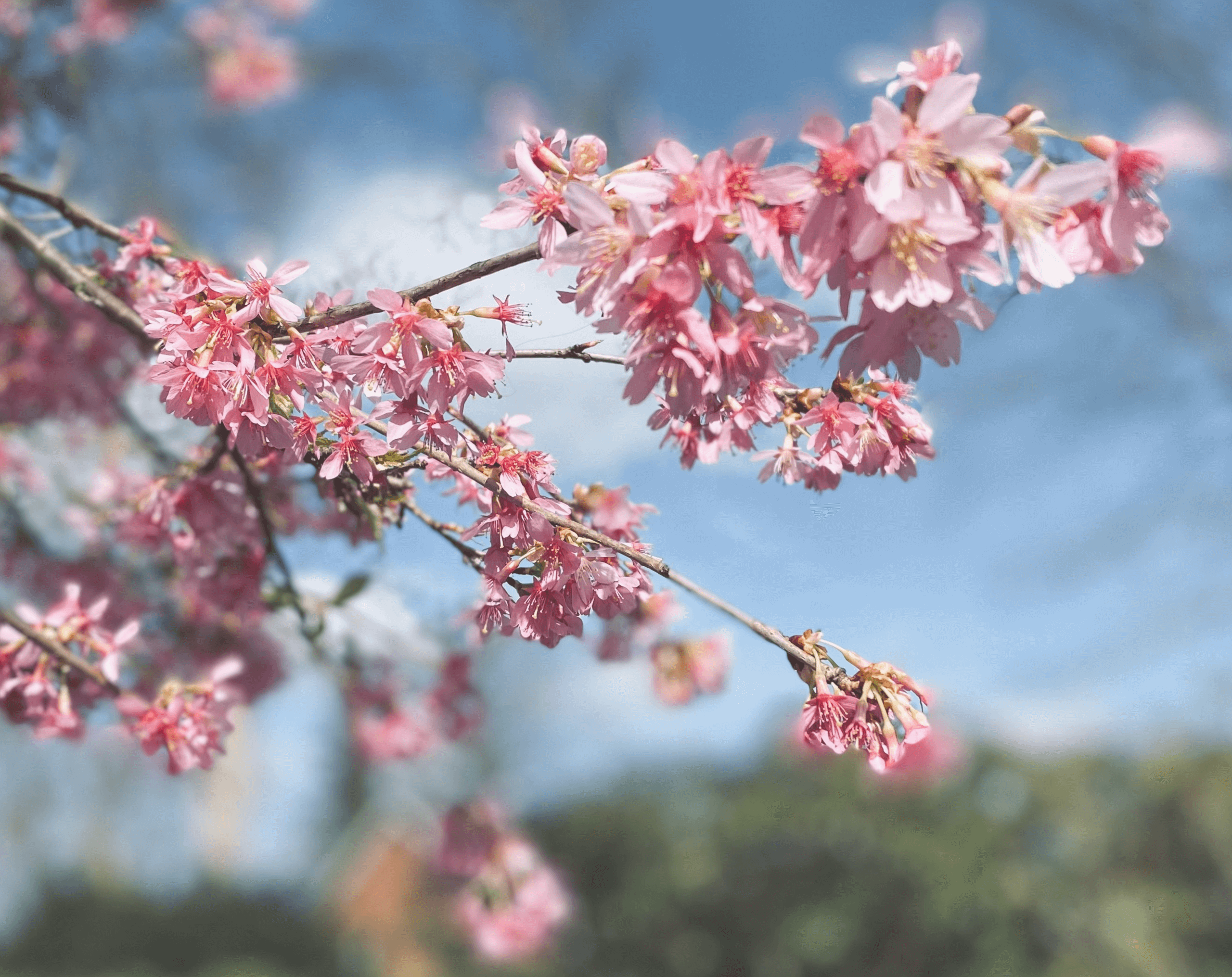 Zweig mit rosa Blüten: Wenn die Natur erwacht...