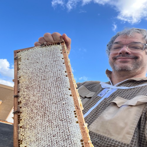 Prall gefüllte Waben – ein Zeichen für ein erfolgreiches Honigjahr