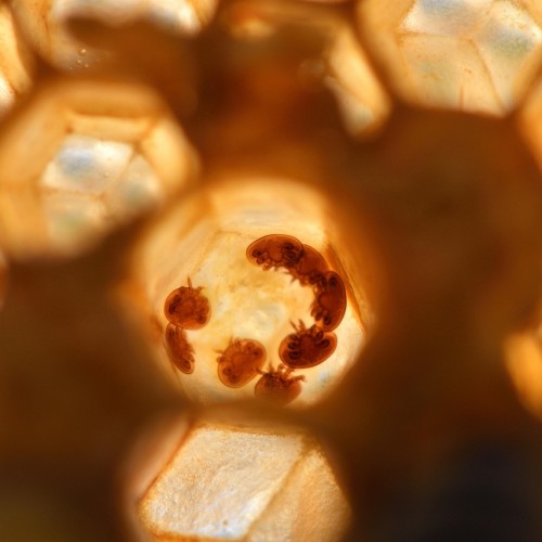 Wintervorbereitungen für Imker