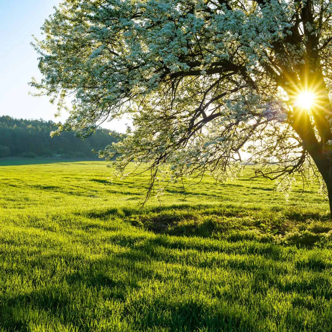 Mantra Klang & Stille - Frühlingerwachen