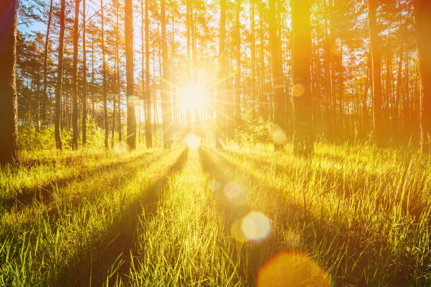 Mantra, Natur & Stille - Im Einklang der Natur