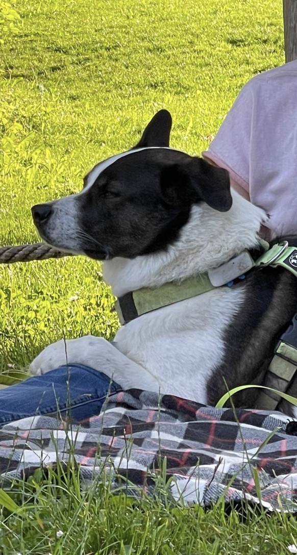Natürlich verbunden - dein Hund & du