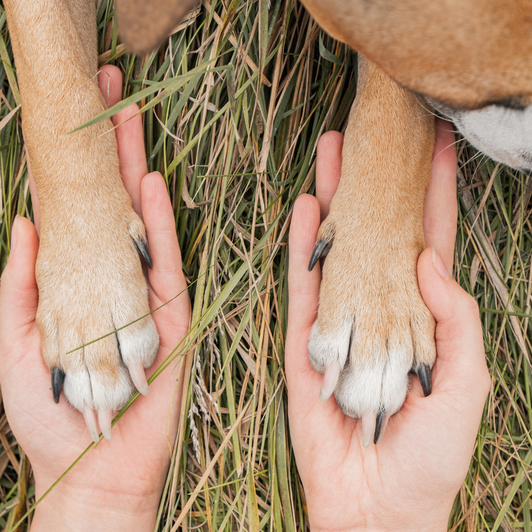 Die Weisheit der Tiere 