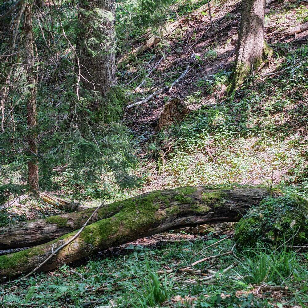 Foto aus dem Sagenwald