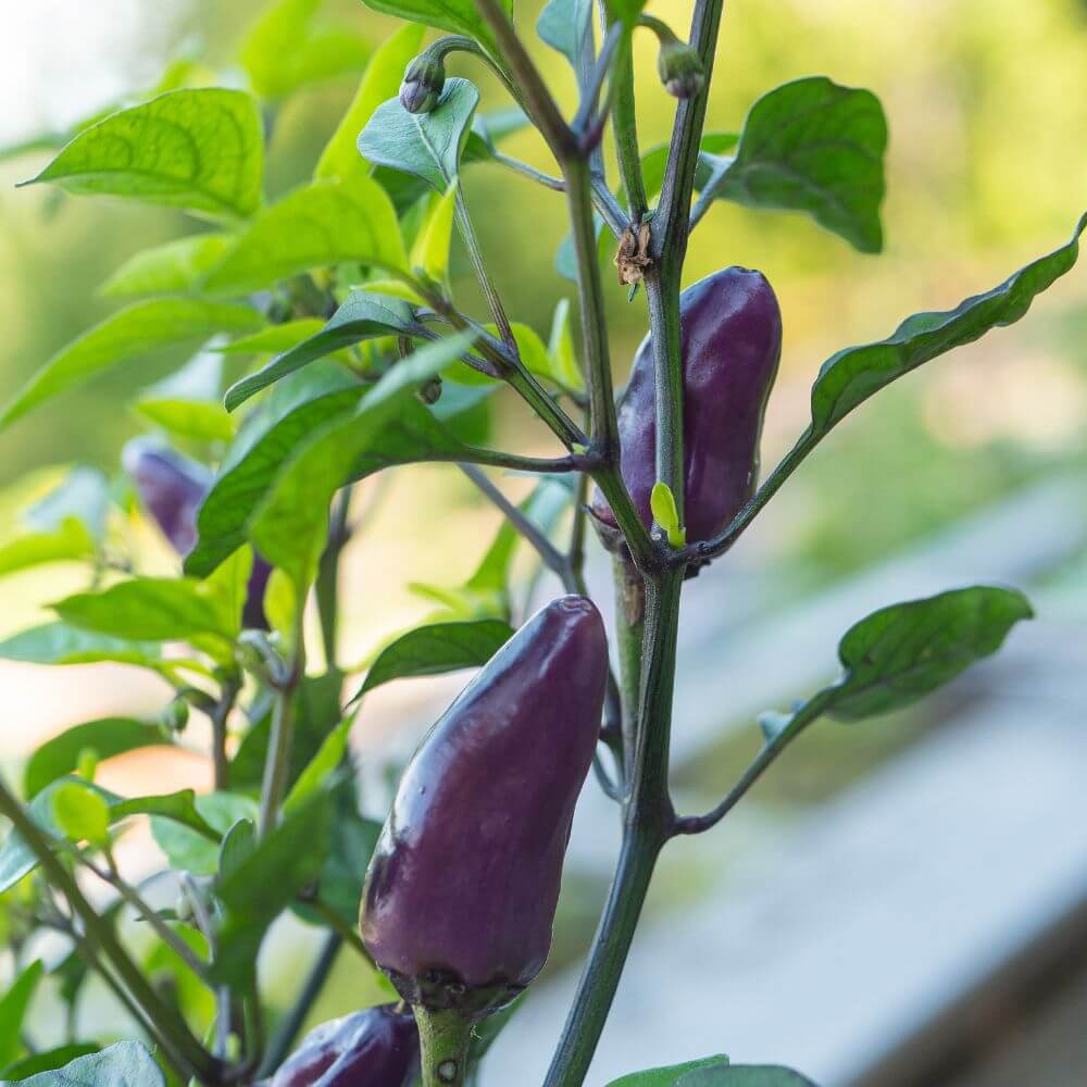 Foto der Chili Lila Luzi