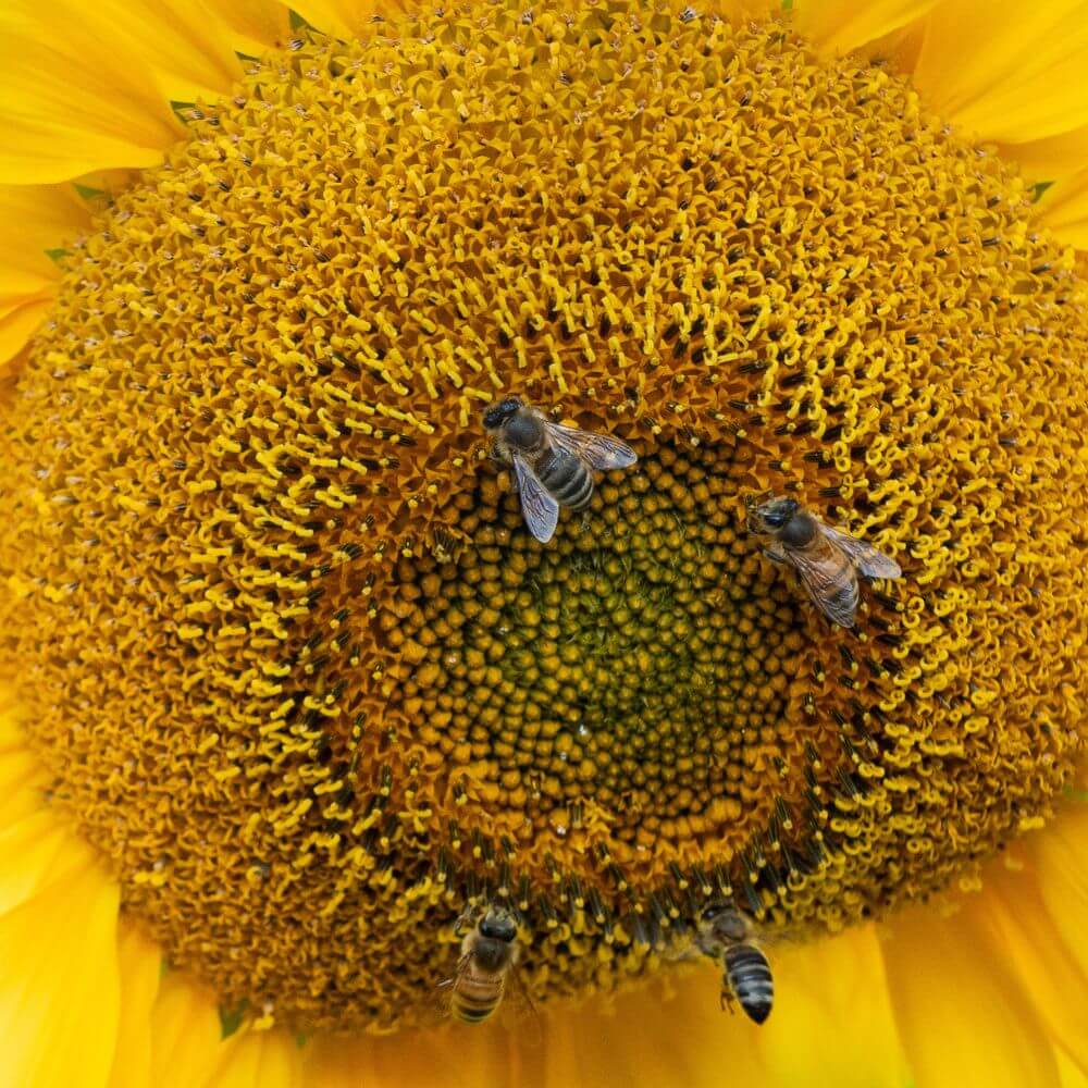 Foto einer Sonnenblumenblüte mit Bienen