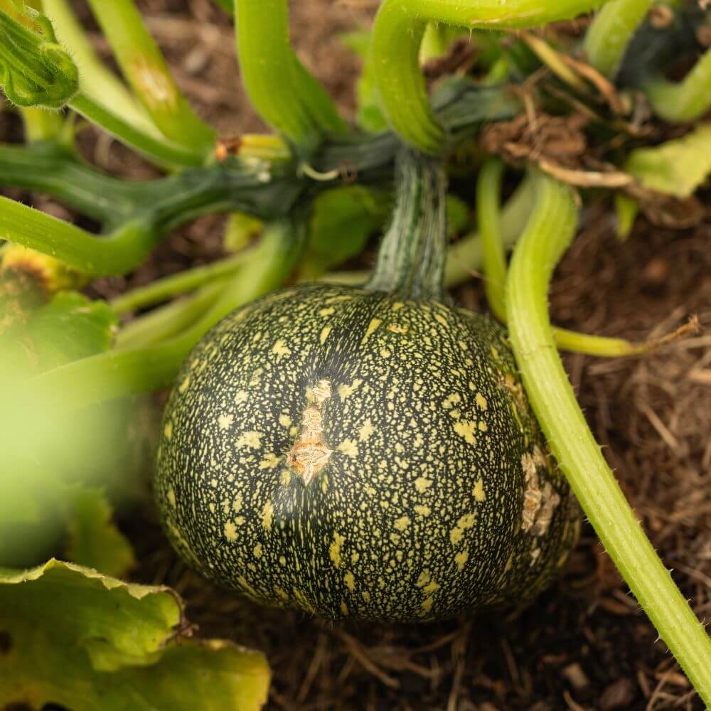 Foto einer runden Zucchini