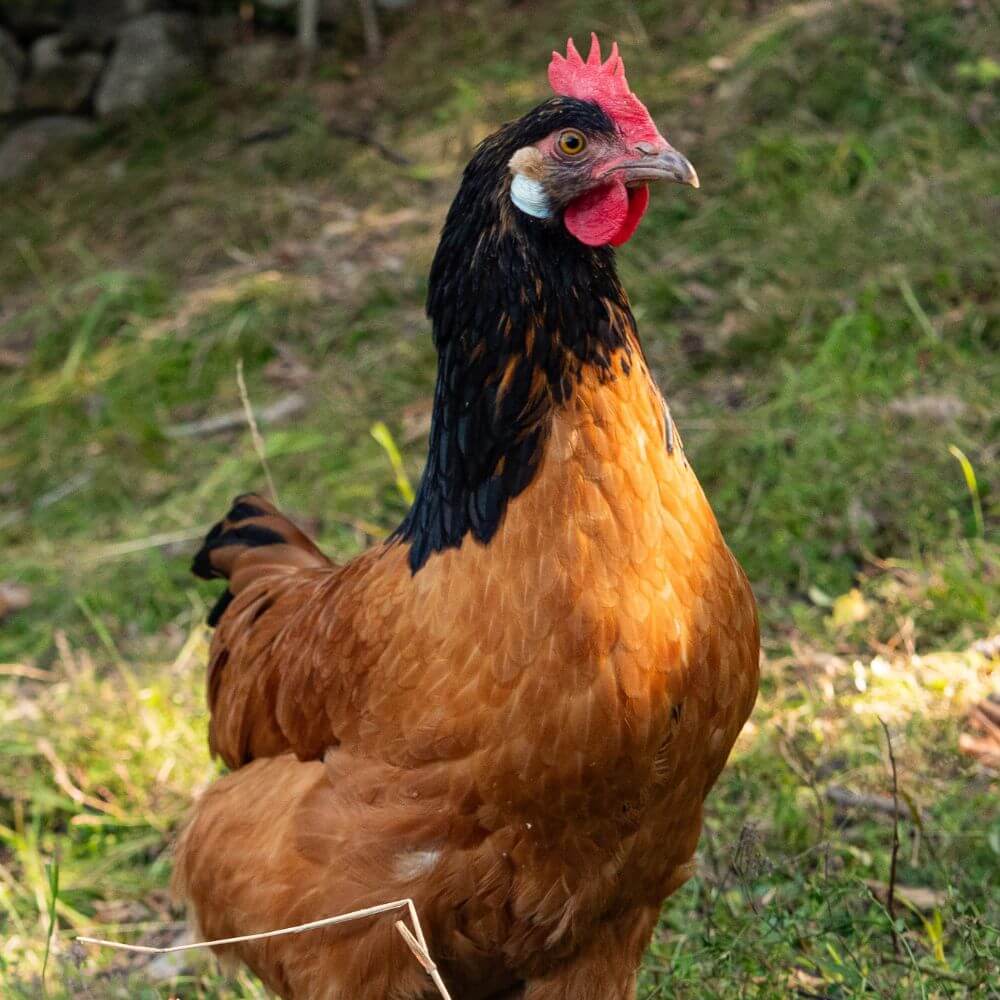 Foto einer Henne