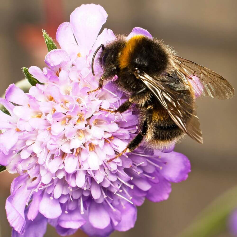 Foto einer Hummel auf einer Blüte
