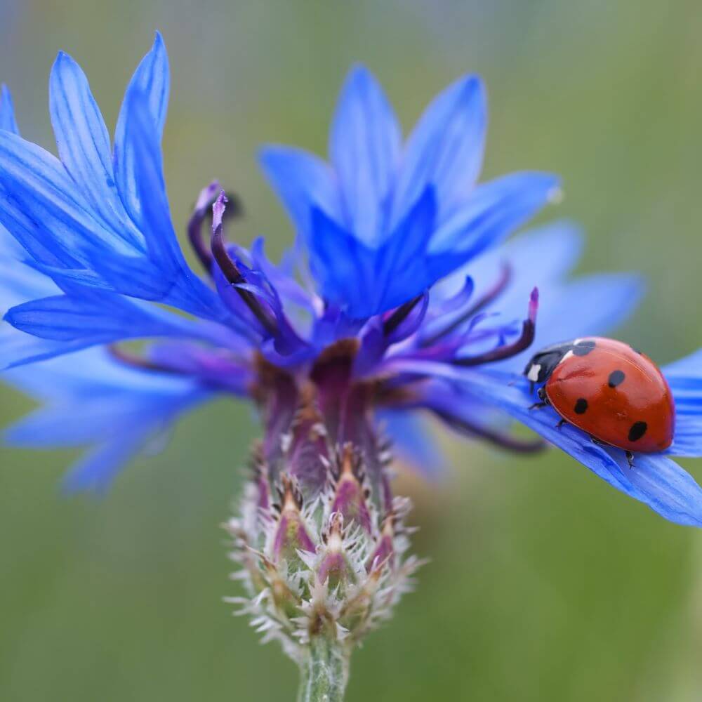 Foto einer blauen Kornblume mit einem Marienkäfer