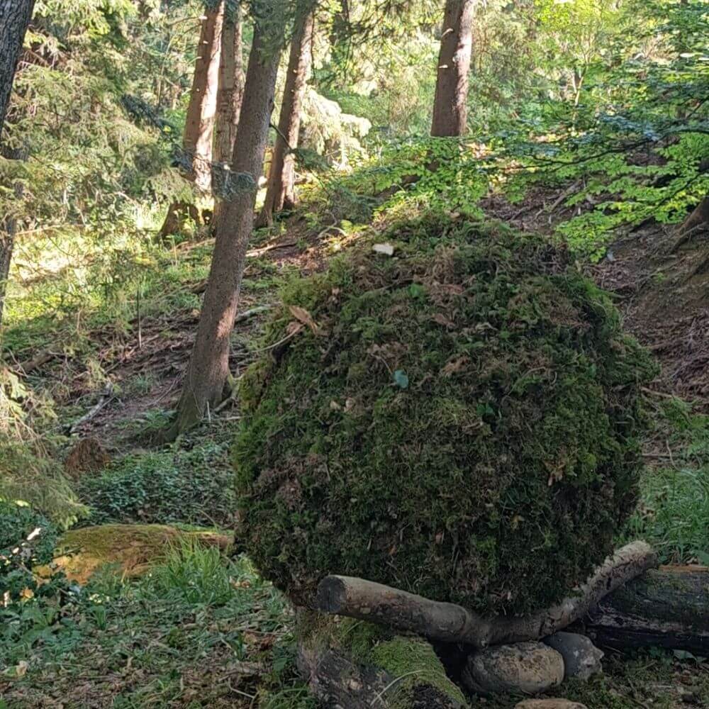 Foto aus dem Sagenwald