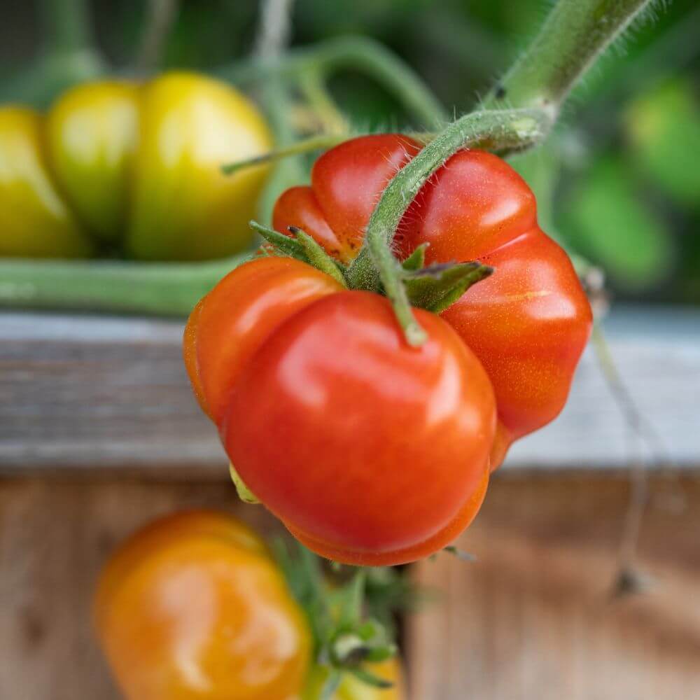 Foto einer roten Tomate