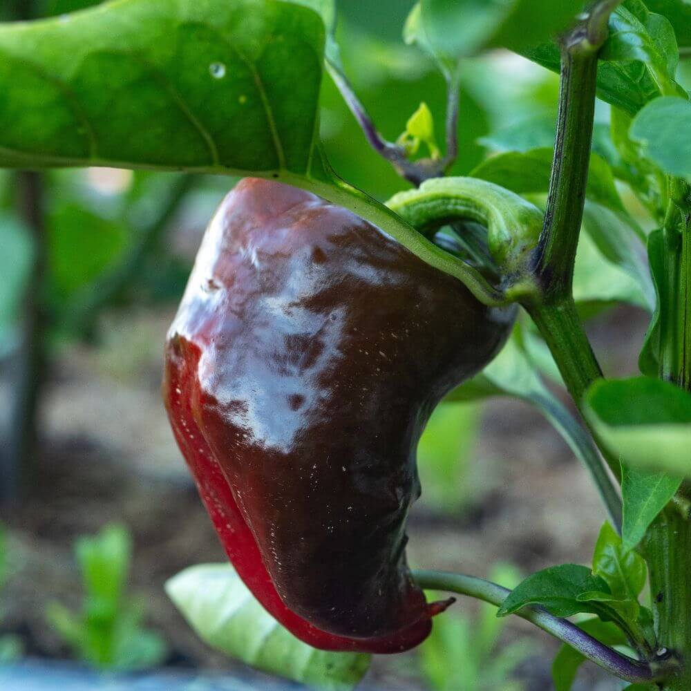 Foto einer dunkelroten Chili