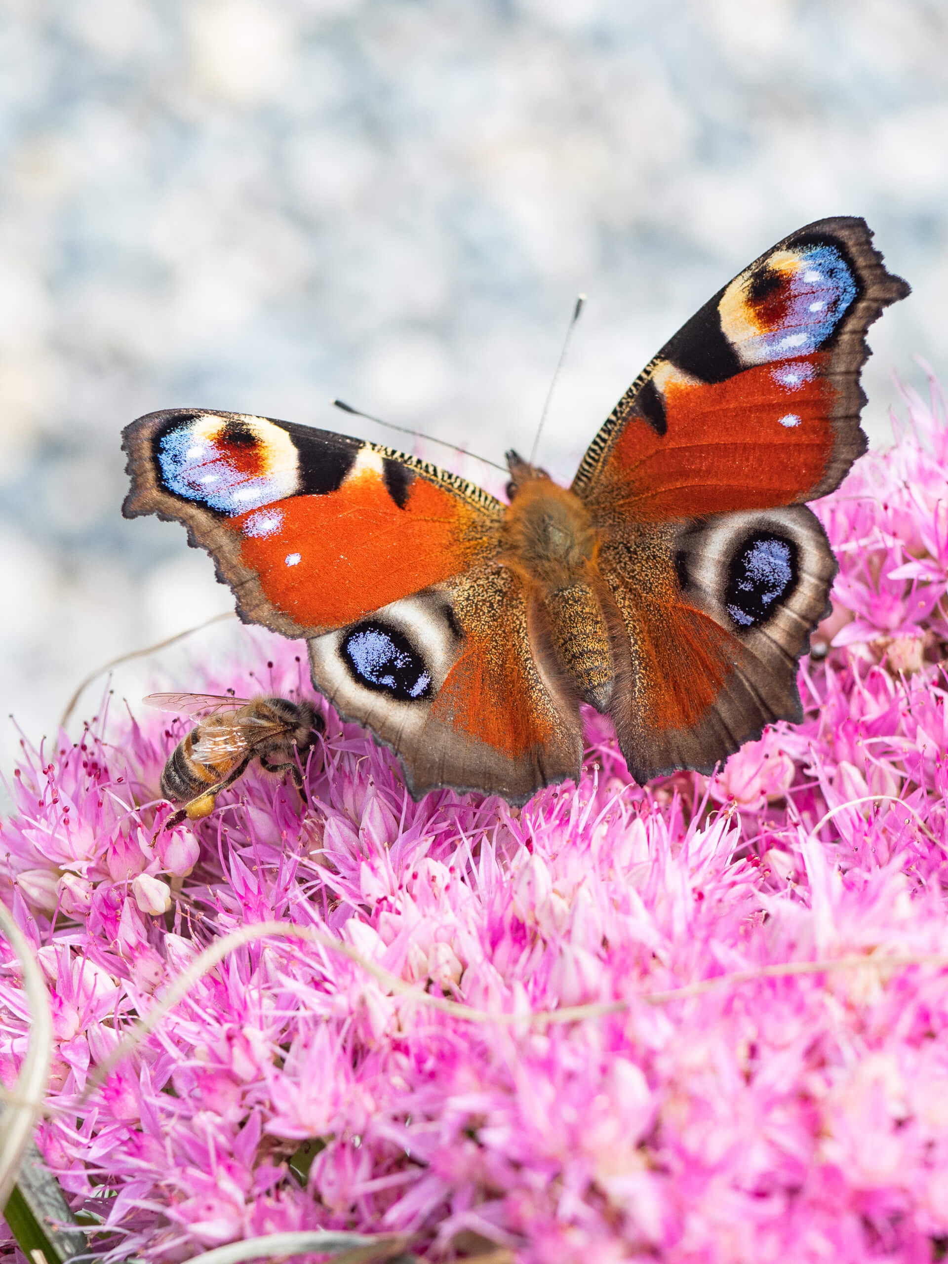 Foto eine Schmetterlings auf einer Blüte