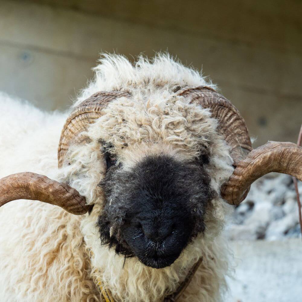 Foto eine Schafbockes