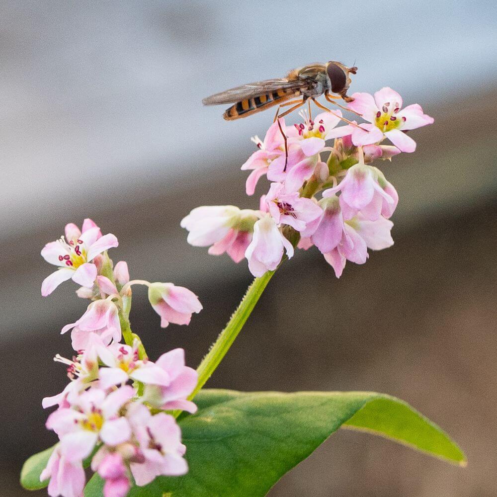 Foto einer Schwebfliege auf einer rosa Blüte