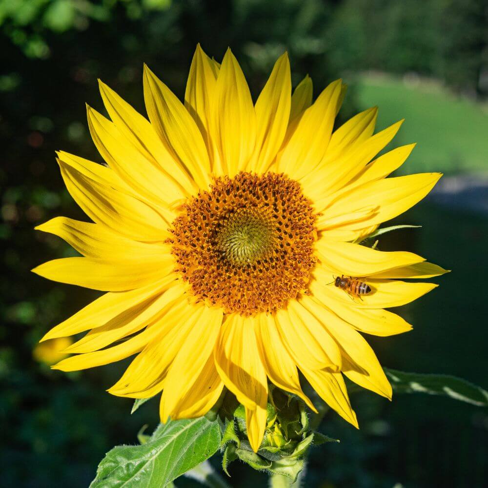 Foto eine blühenden Sonnenblume
