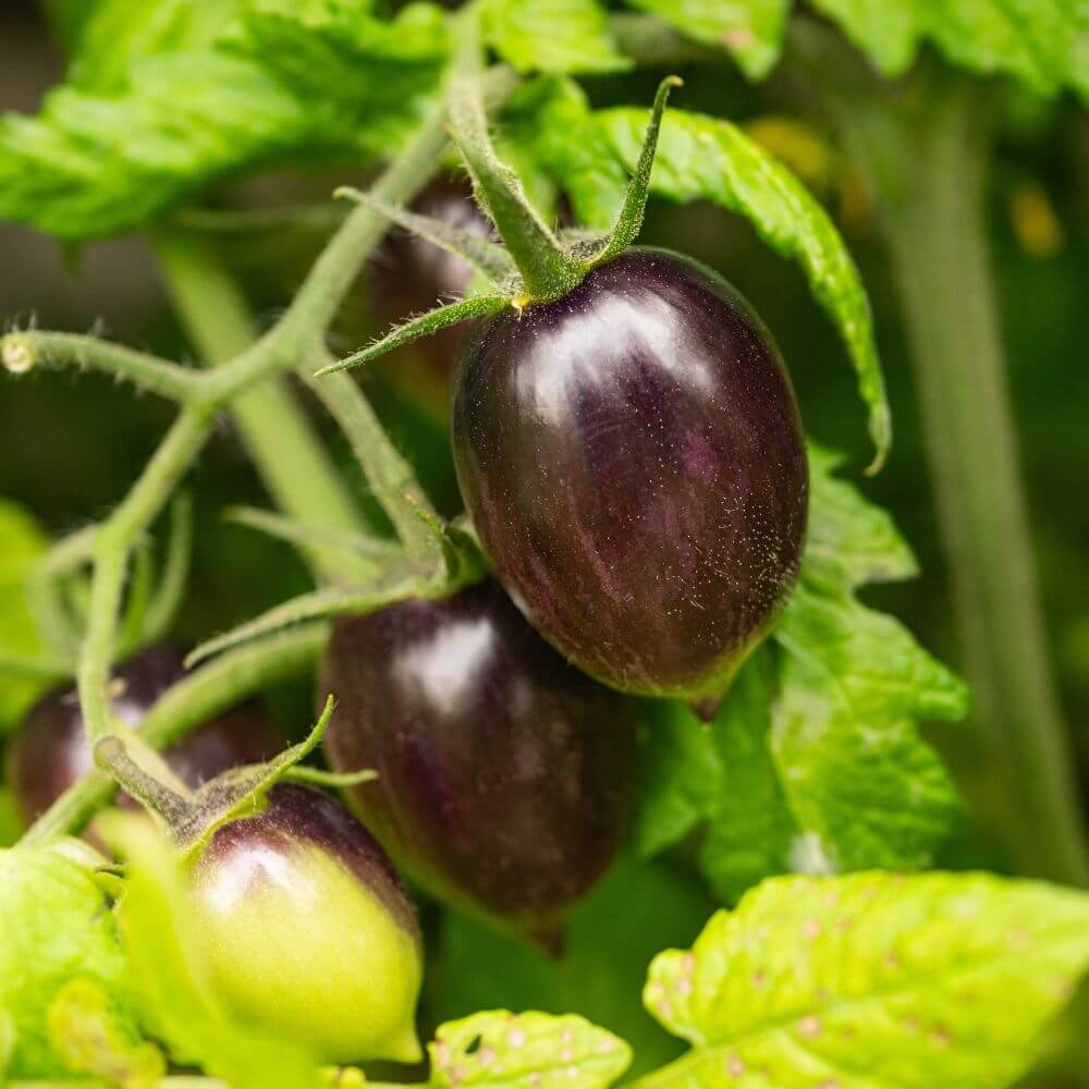 Foto einer Indigo Rose Tomate
