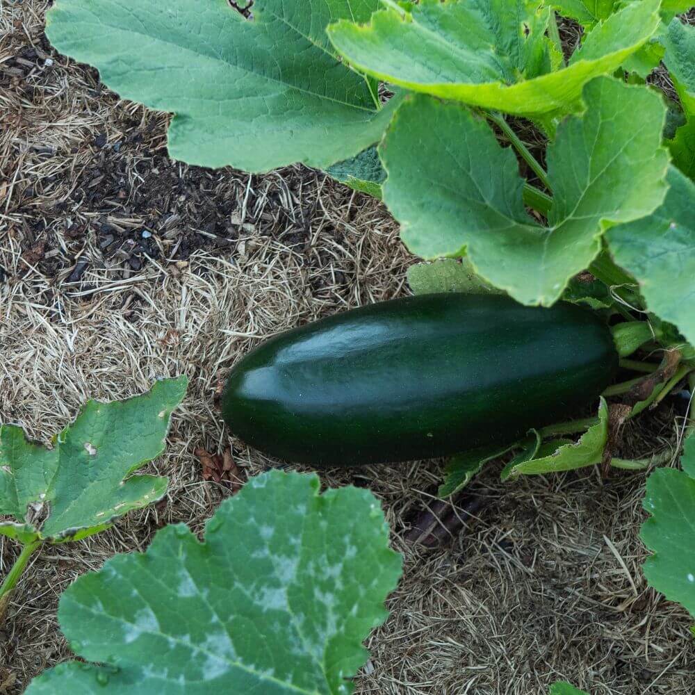 Foto einer dunkelgrünen Zucchini